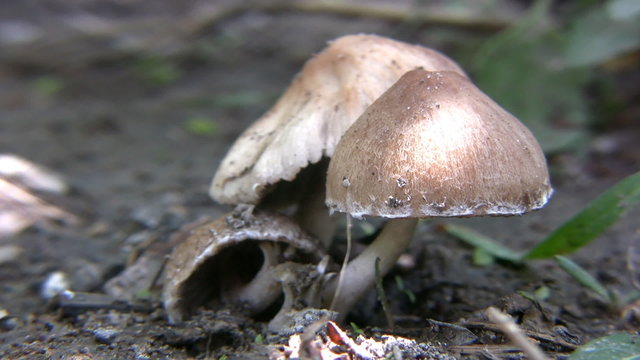 Hongos