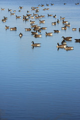 Geese receding