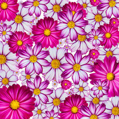 Naklejka na ściany i meble Colorful flower background