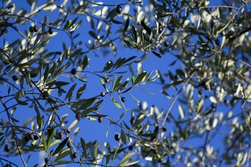 Olive trees
