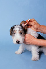 nettoyage des oreilles d'un fox terrier à poil dur