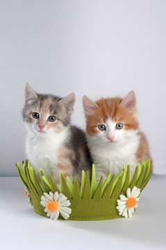 coppia di gattini