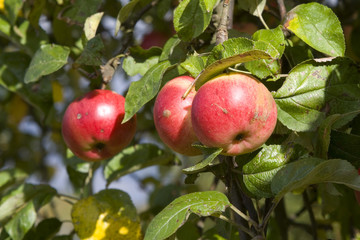 Apfel in der Sonne