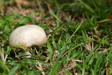 mushroom in grass