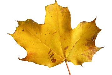 Ahornblatt
