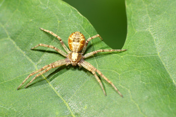 spider on a green leaf