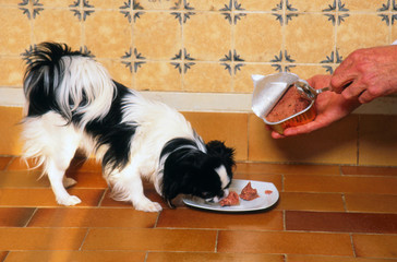épagneul japonais mangeant sa pâtée - pet food