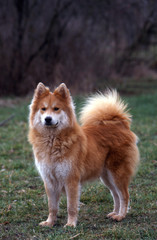 chien primitif de race eurasier  debout en extérieur