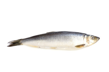 herring on white closeup