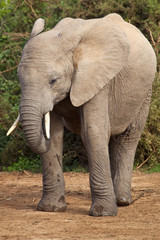 Fototapeta na wymiar Elephant Portrait