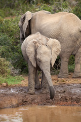 Fototapeta premium Thirsty Baby Elephant