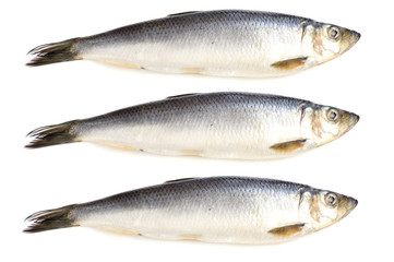 herring