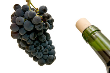 Vino 9