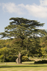 cedar tree