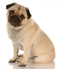 fawn pug dog sitting with reflection on white background
