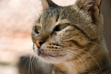 Portrait of a beautiful kitten