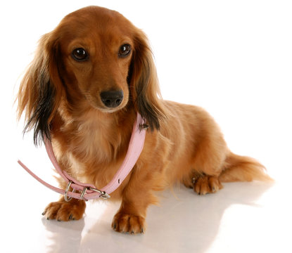 puppy growth - dachshund wearing a dog collar that is too big