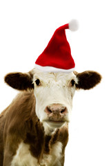 Portrait of a cow wearing a christmas hat.