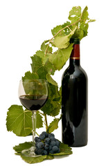 Vino 27