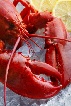 Whole red lobster, focus on the claw