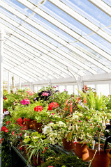 Fototapeta na wymiar Plants in greenhouse