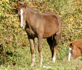 cheval Franche-Montagne