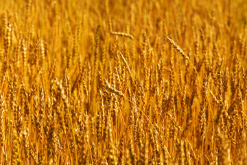 Wheaten field in a sunny day