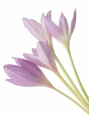 colchicum lila flowers