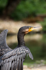 Kormoran