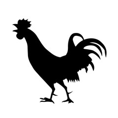 silhouette of the cock on white background