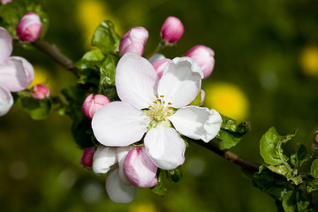 Naklejka na ściany i meble Closeup of blooming apple trea with Shallow DOF