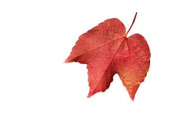 Vine leaf, isolated