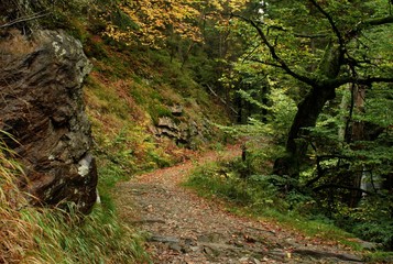 way autumn through the wood