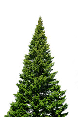Lone spruce tree on white