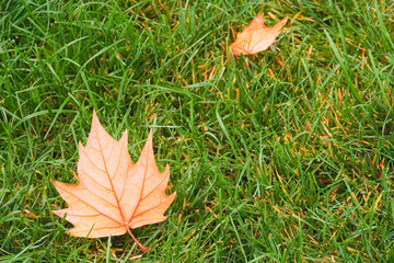 Autumnal leafs