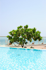 Fototapeta premium Blooming magnolia tree at hotel recreation area, Fujeirah, UAE