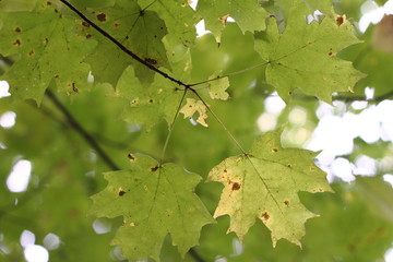 Maple Leaves on a Tree in Fall