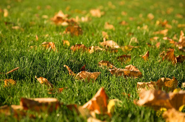 Indian summer. Yellow fall leaves on the green grass