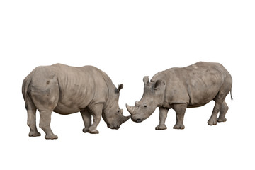 Naklejka premium Nashorn Freisteller