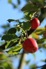Roter Apfel