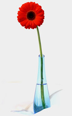 Red gerber daisy in blue vase