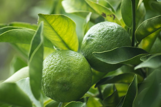 Frotto Photos Images Assets Adobe Stock