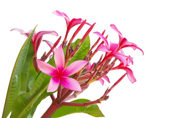 Pink Plumeria