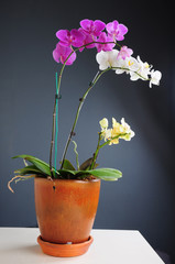 Orchid plant