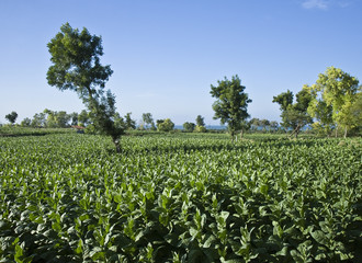 Fototapeta na wymiar Tobacco plantation in Madura Island, Indonesia