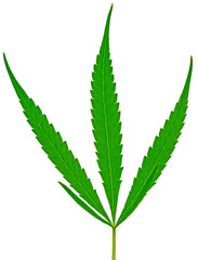 feuille cannabis