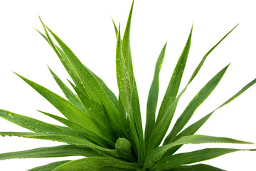 dracaena dragonnier
