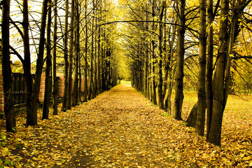Obraz premium beautiful autumn park