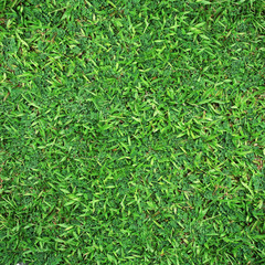 green grass background