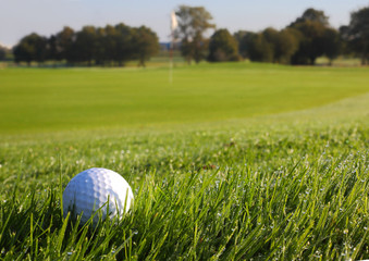 balle de golf dans l herbe bord de green